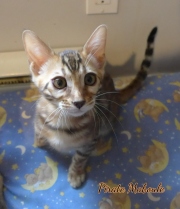 2021-09-04-14-semaines-Pirate-Maboule-chaton-bengal-3