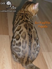 2016-03-07 Chat bengal TEQUILA (2)