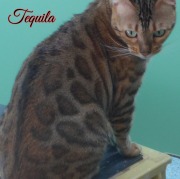 2018-07-19 Chat bengal TEQUILA (1)