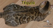 2018-07-19 Chat bengal TEQUILA (3)