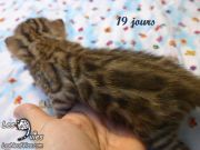 2015-12-14 Délice (10)