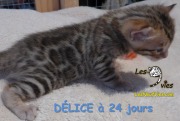 2015-12-20 Délice (6)