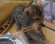 2017-12-29 Chat bengal YOURI (4)