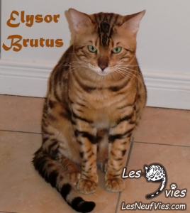 Elysor Brutus of Les Neuf Vies
