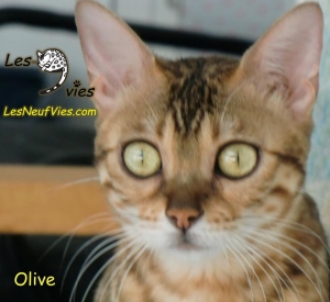 Firestar Olive of LesNeufVies