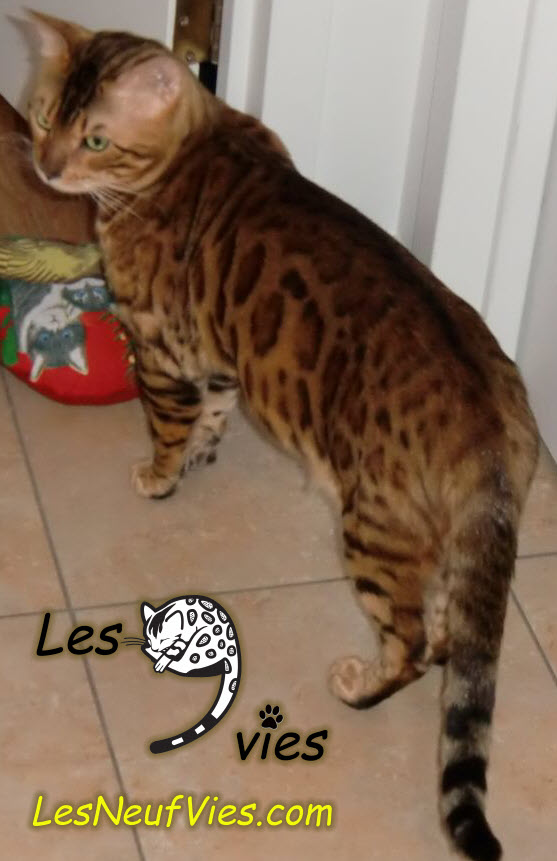 Photo d'un chat bengal