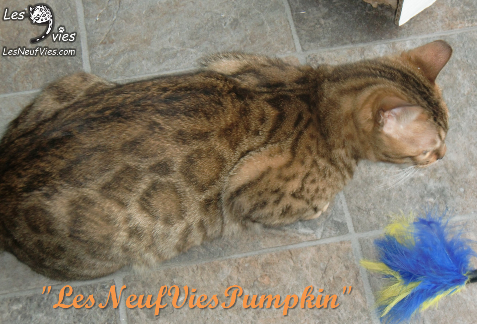 2015-02-13 Pumpkin (19) - Copie