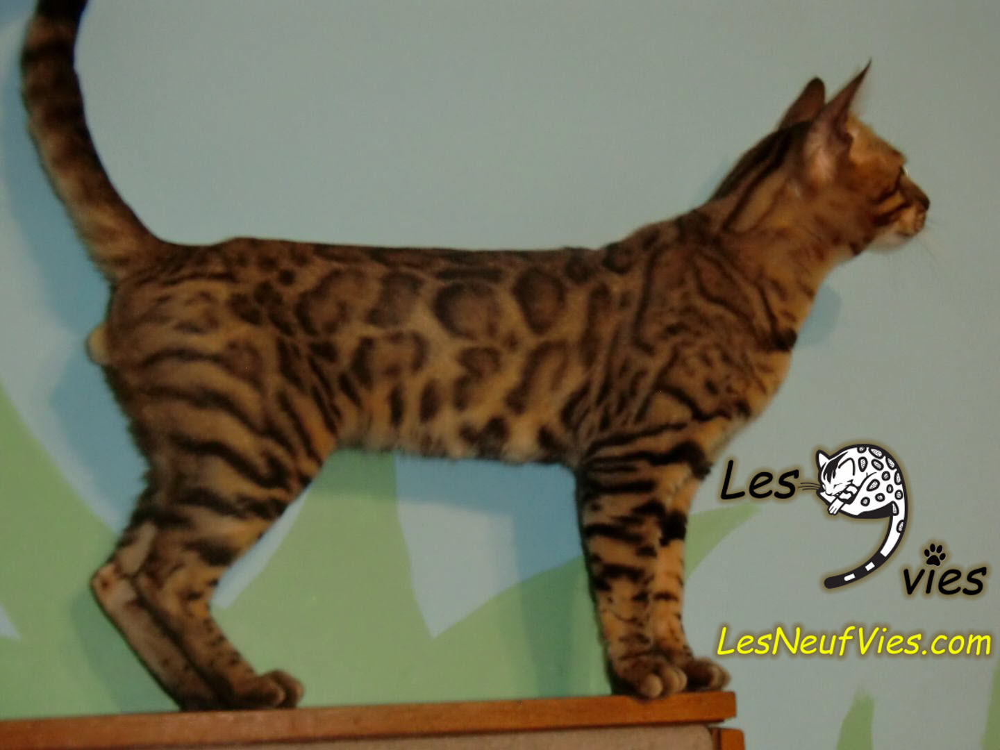 Chat-bengal-Romeo