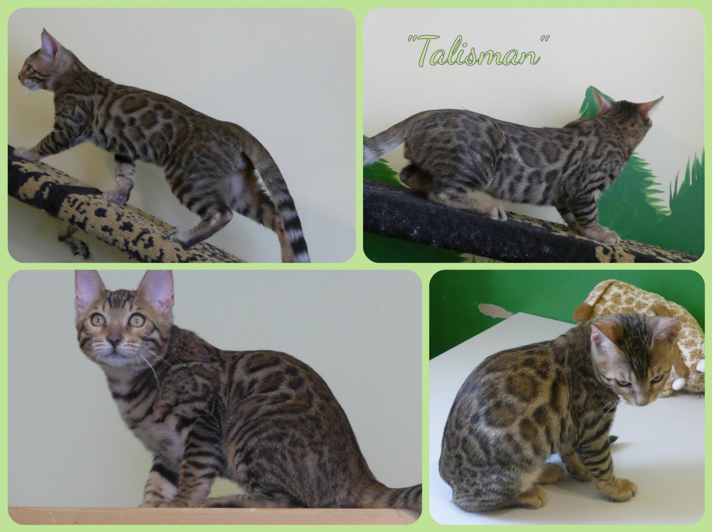 Chat-Bengal-TALISMAN montage 2016-03-16 WEB