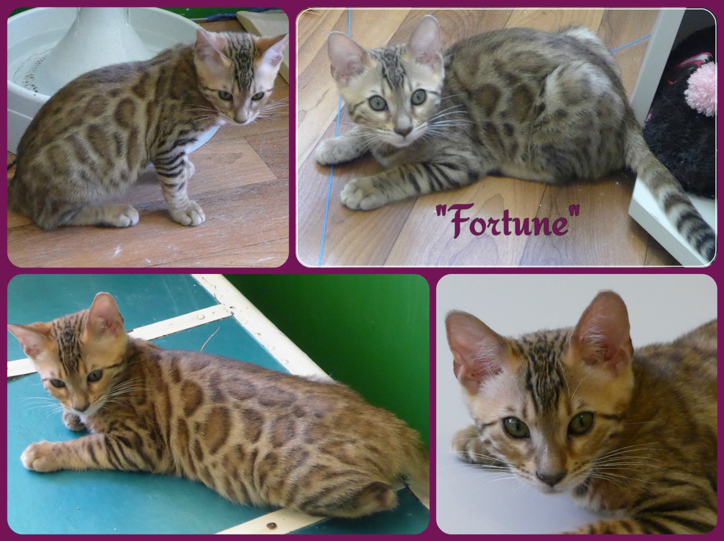 Chat-bengal-Montage-FORTUNE 2016-03-07 (2)
