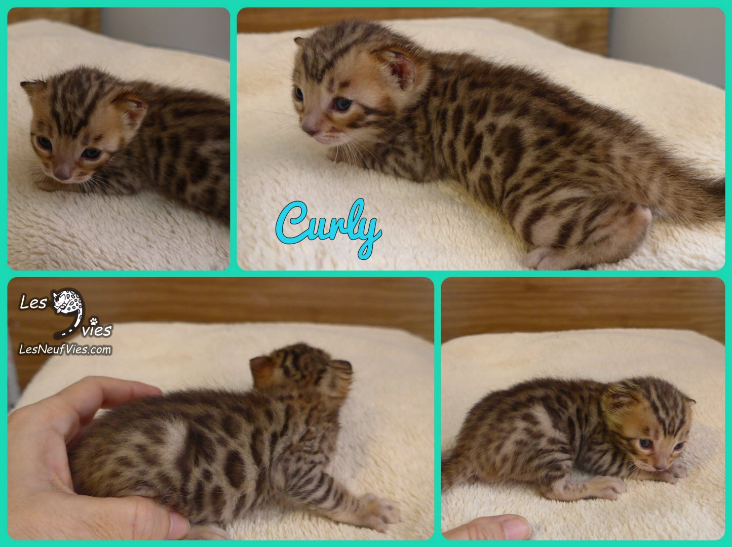 Chat-bengal-CURLY montage