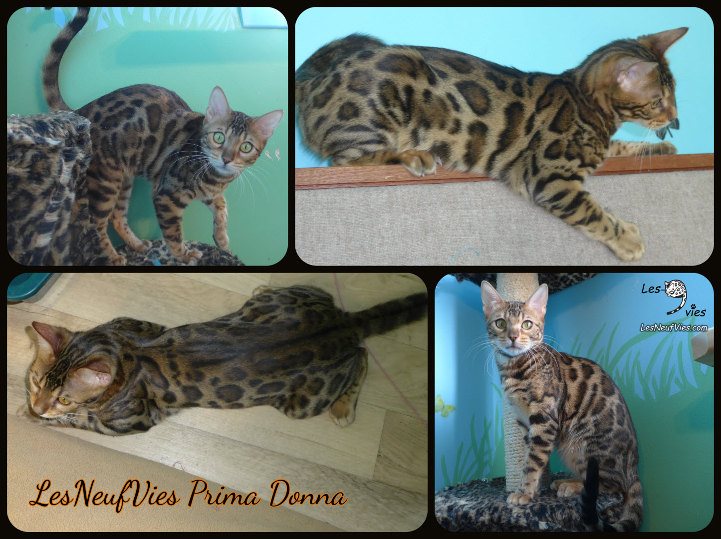 Image du chat bengal Prima-Donna