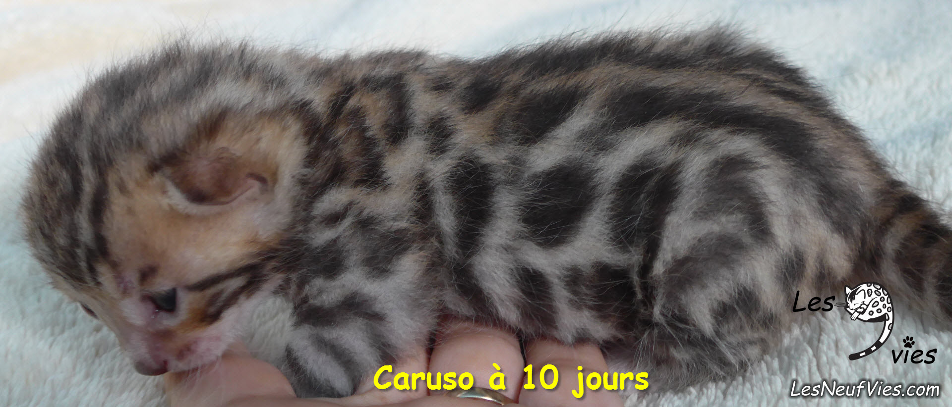 Chat-bengal-Caruso 2016-02-28 (1)