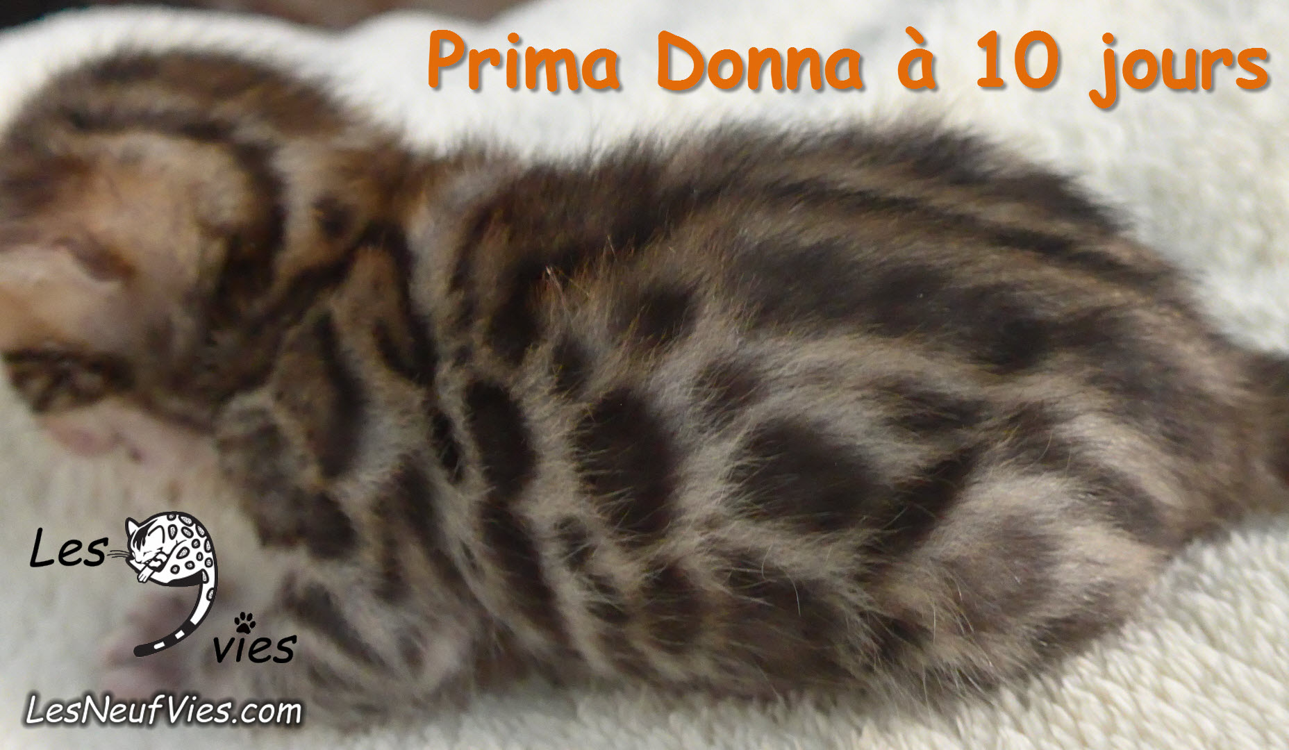 Chat-bengal-PRIMA-DONNA 2016-02-28 (6)