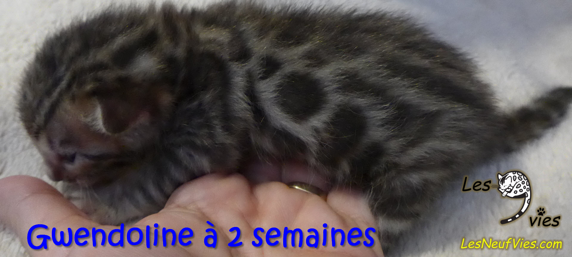 Annonce du chaton