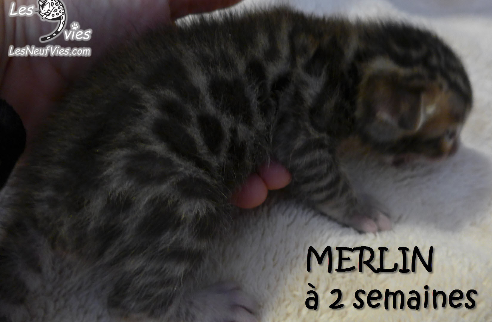 Annonce du chaton