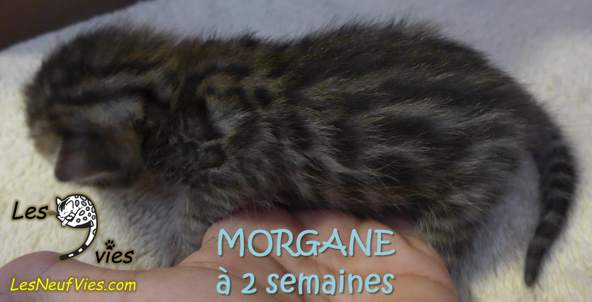 Annonce du chaton