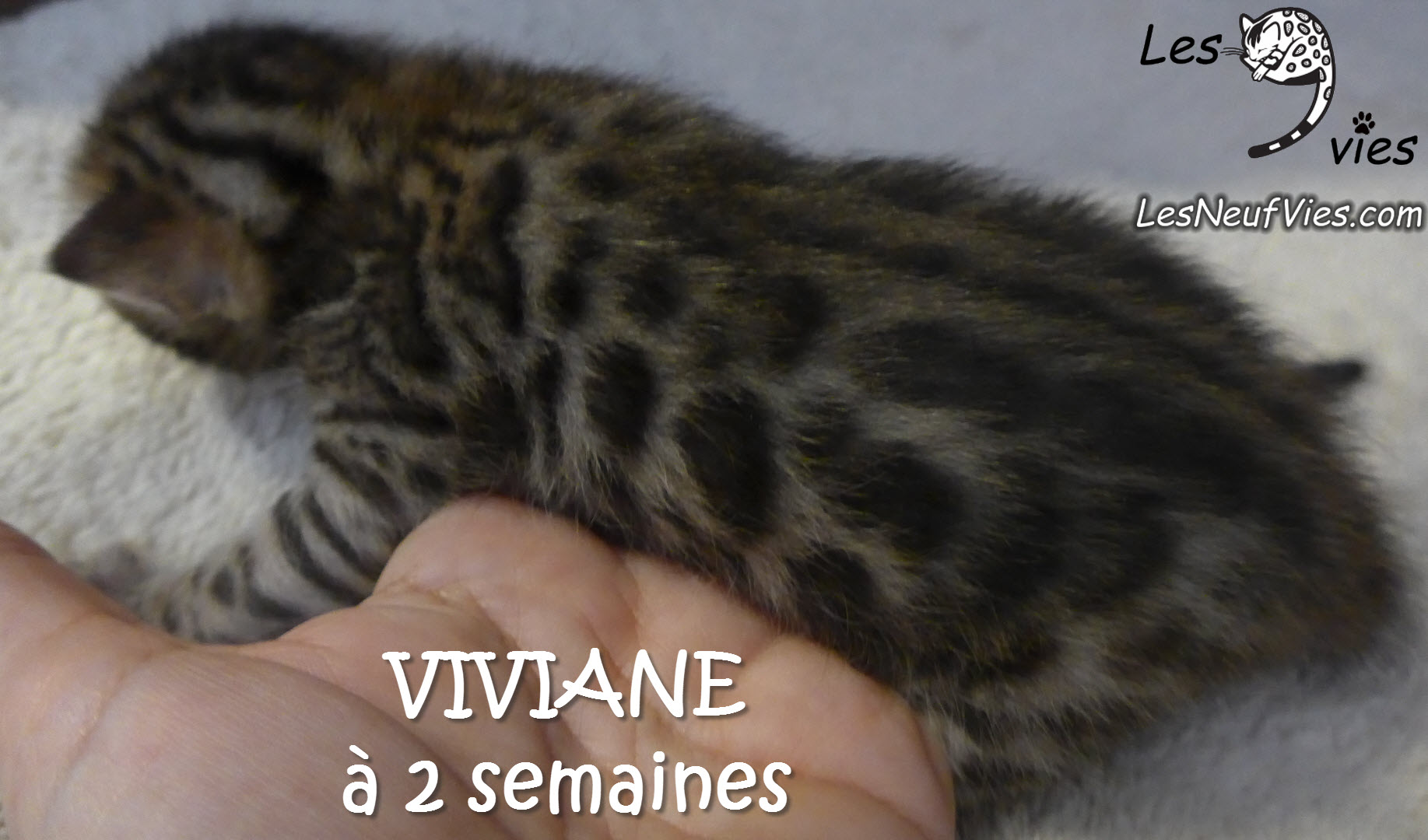 Annonce du chaton