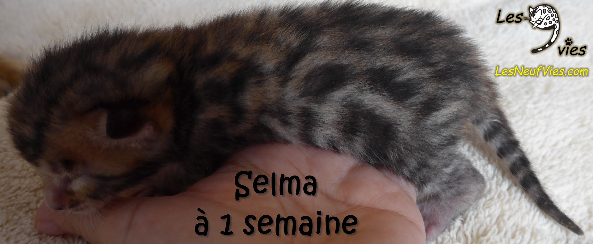 Annonce du chaton