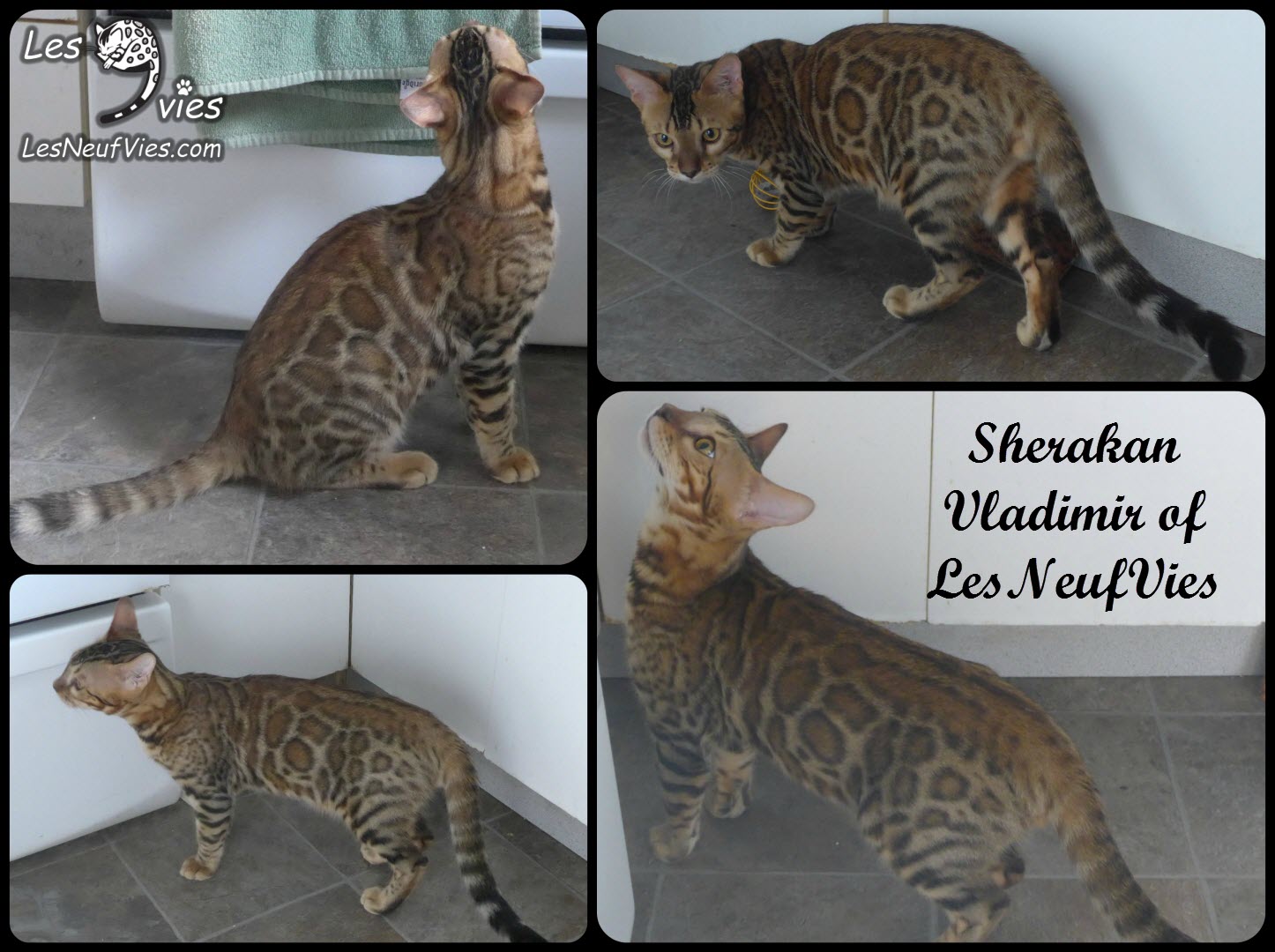 Photo d'un chat bengal