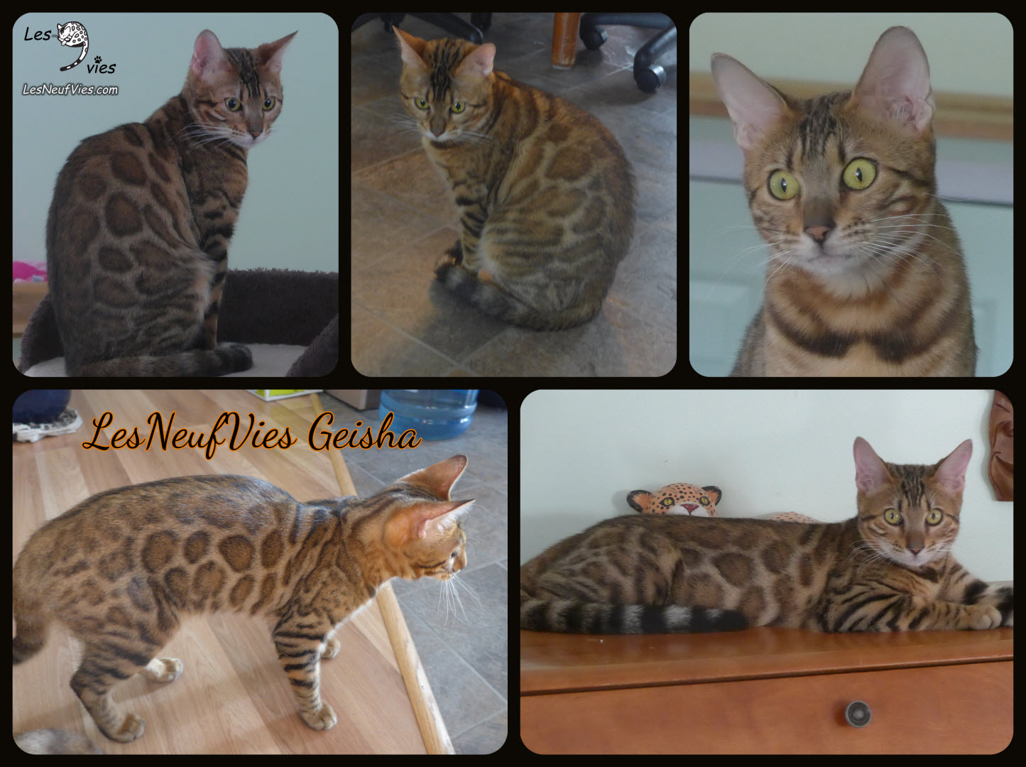 Photo Chat Bengal Olive