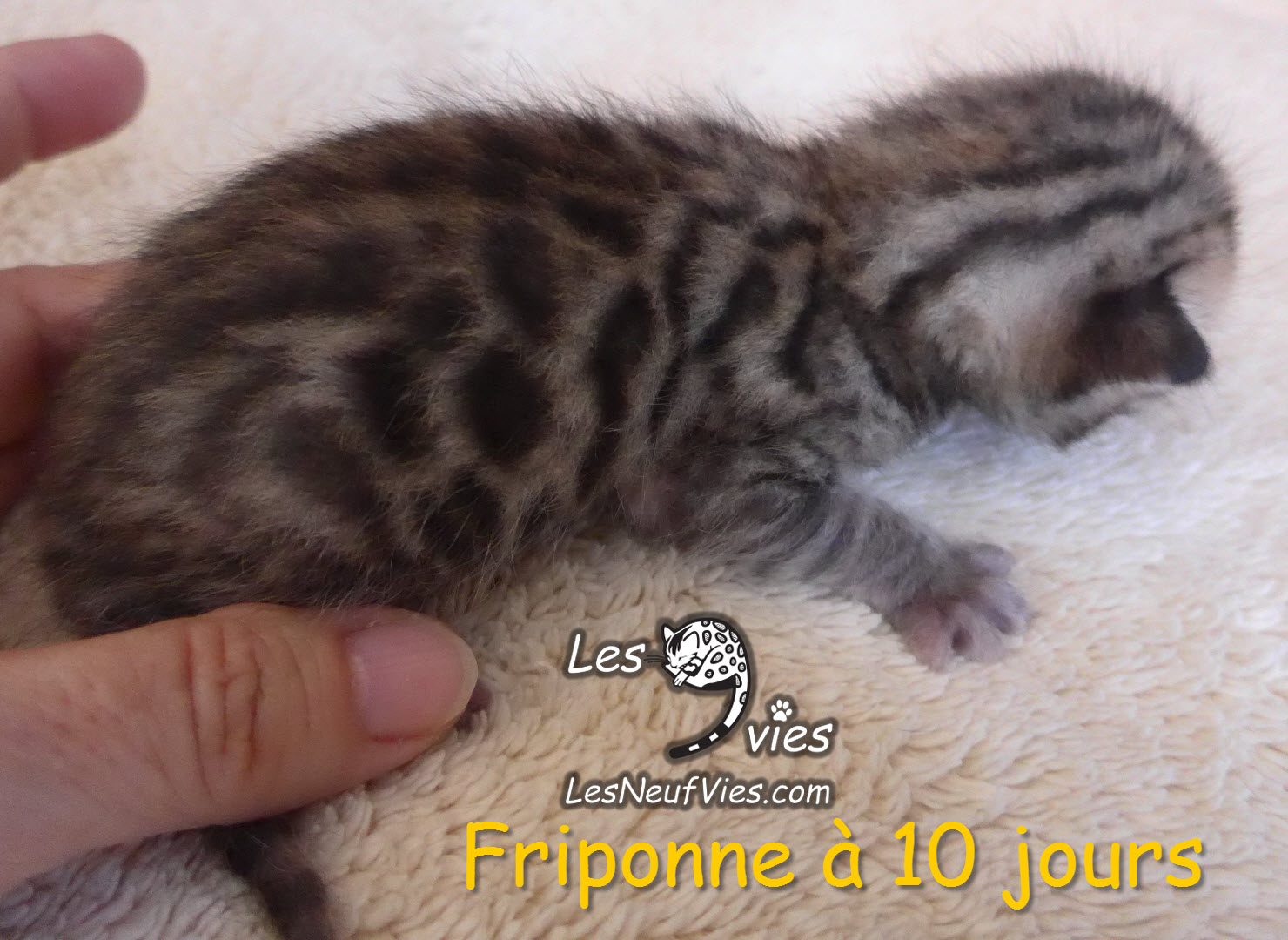 Annonce du chaton