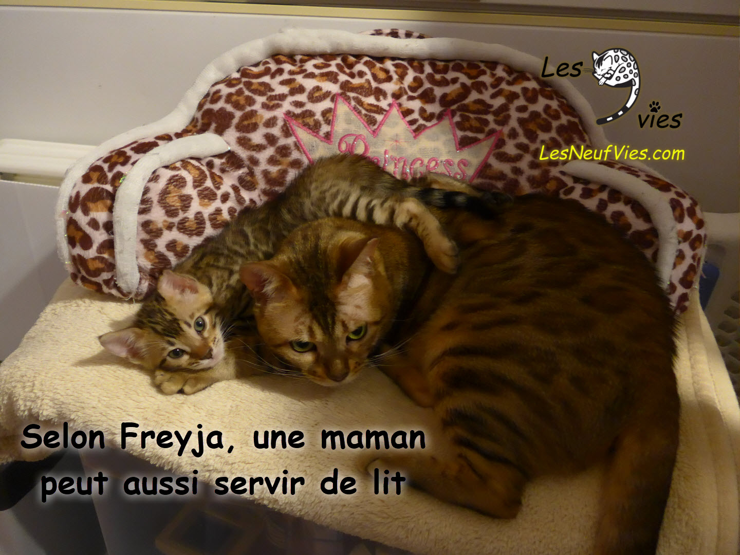 Annonce du chaton