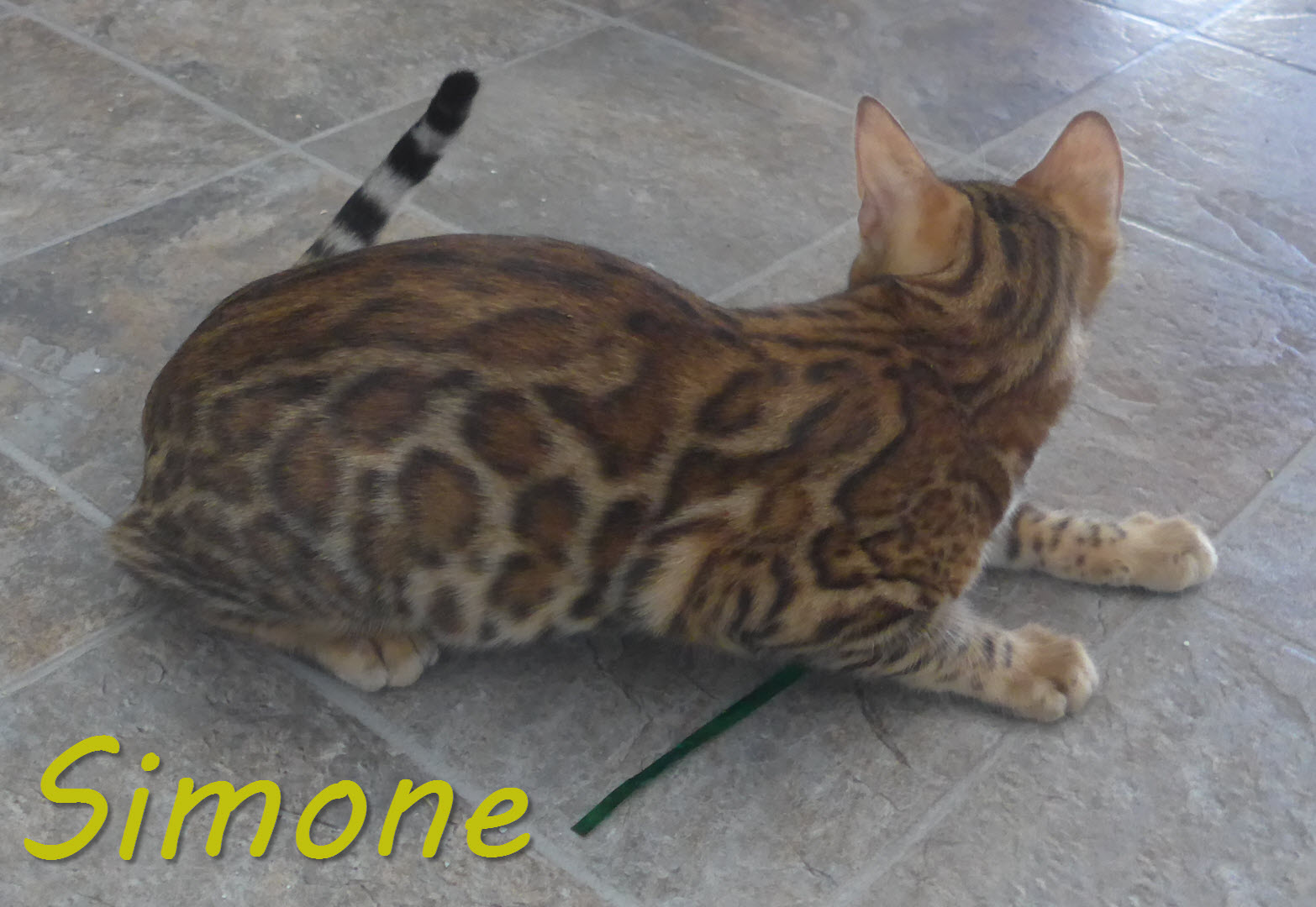 Photo de la chatte bengale Simone