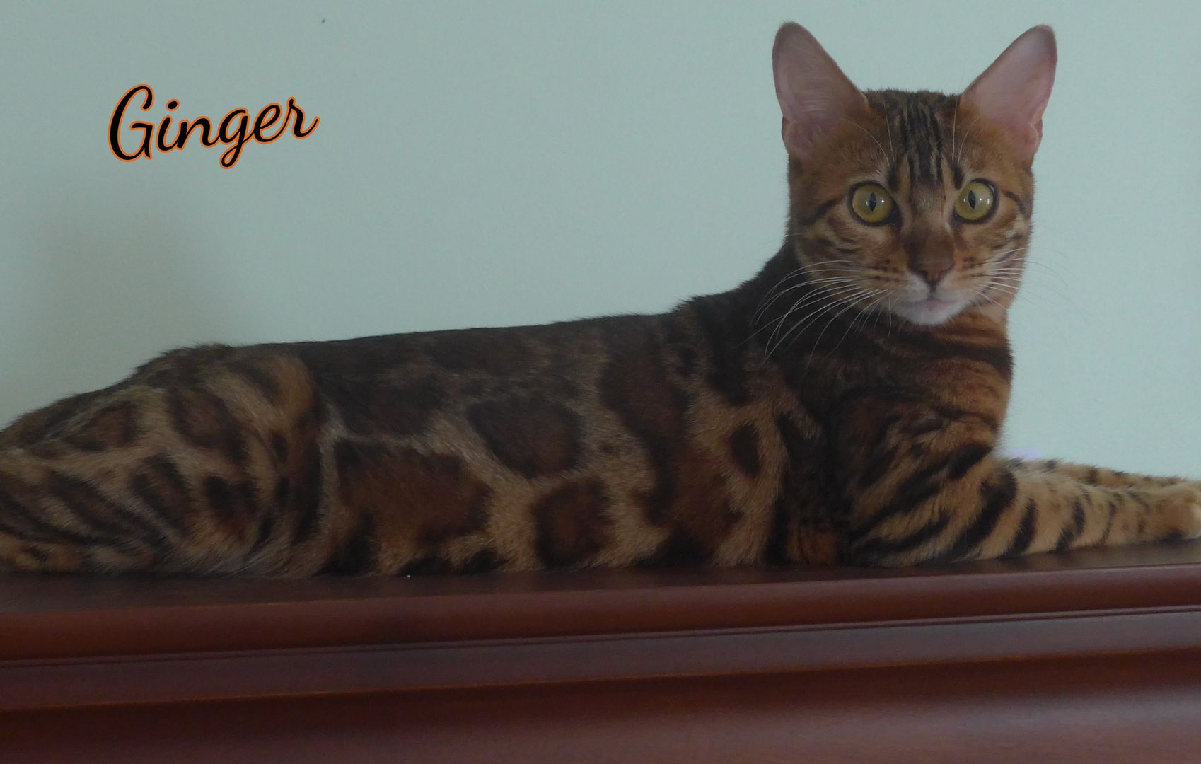 Ginger, une Chatte bengal de reproduction chez "Les Neuf Vies"