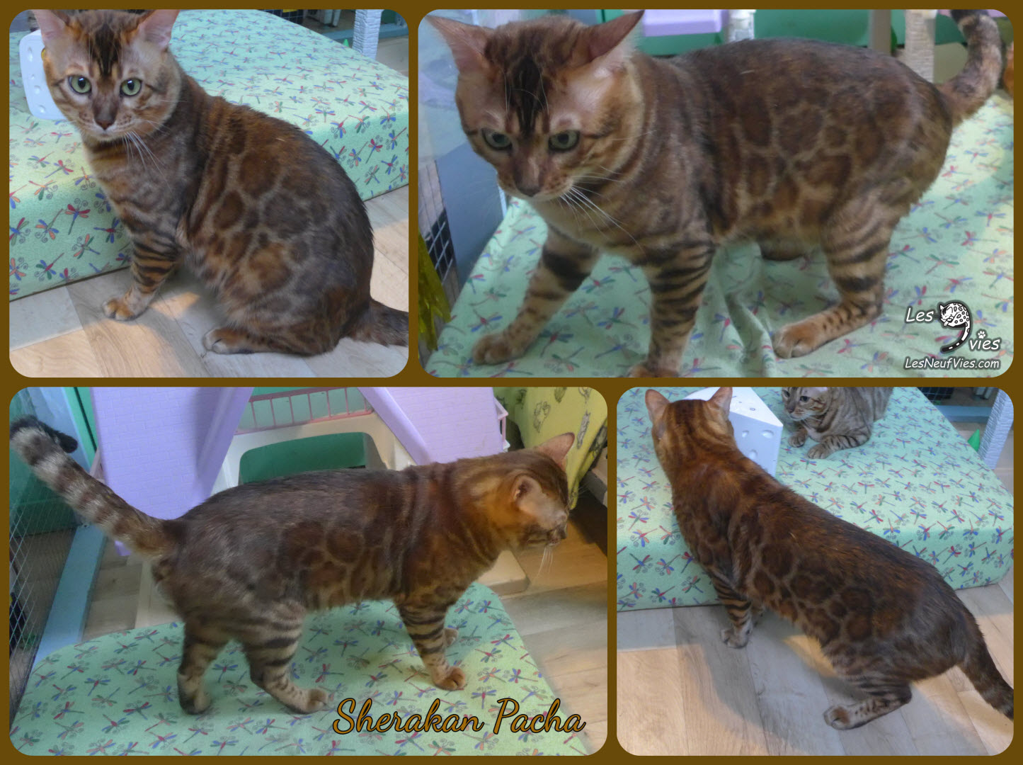 Chat bengal PACHA