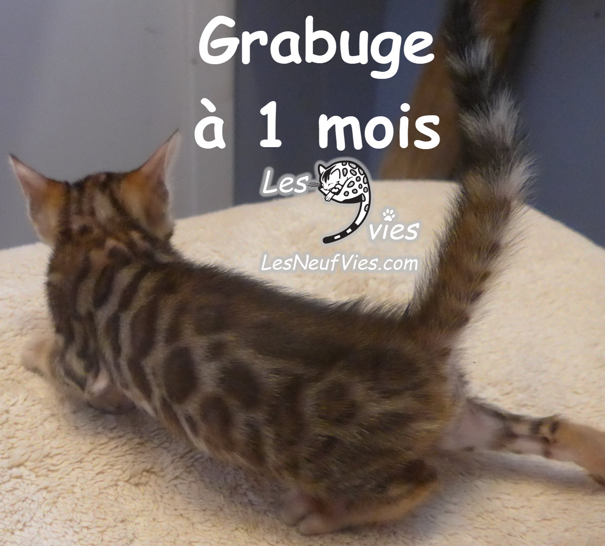 Annonce du chaton