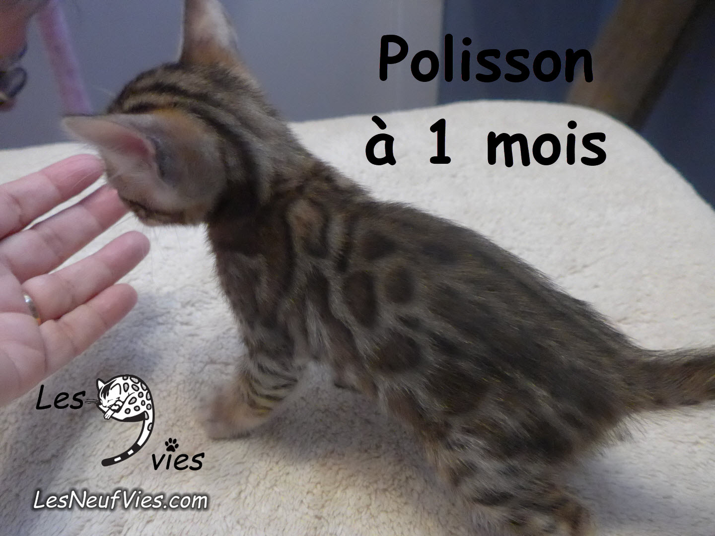 Annonce du chaton