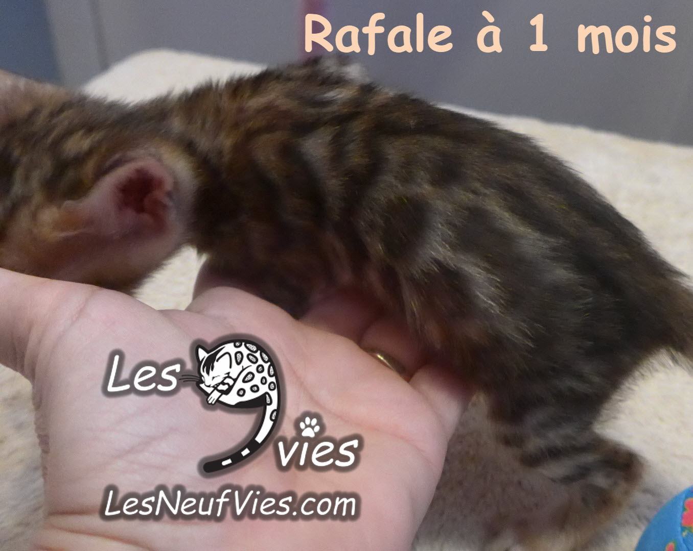 Annonce du chaton