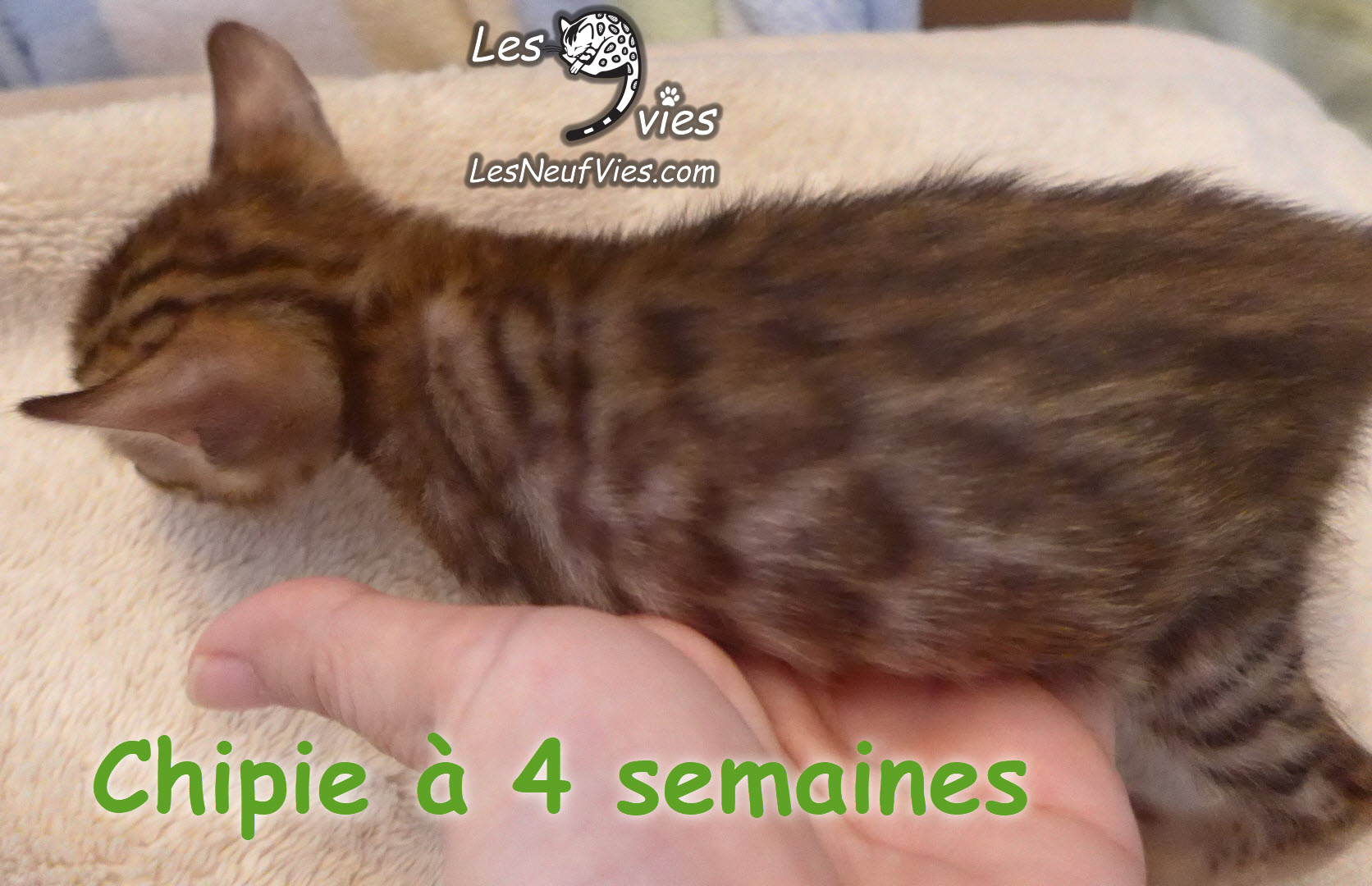 Annonce du chaton