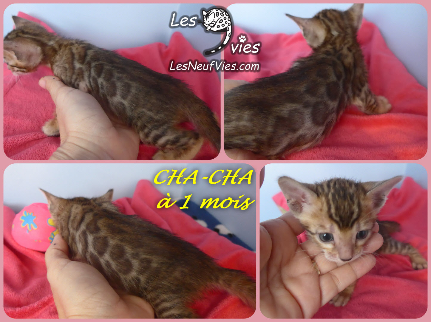 Annonce du chaton