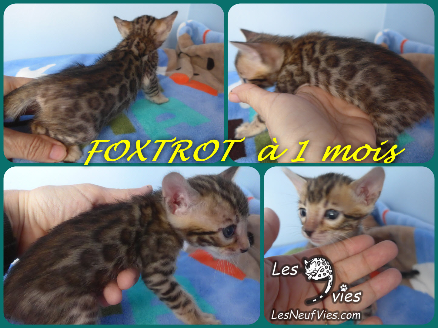 Annonce du chaton